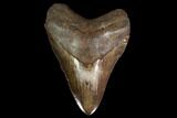 Serrated, Fossil Megalodon Tooth - Coffee Brown #145412-1
